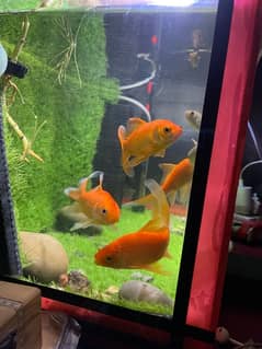 adult gold fish