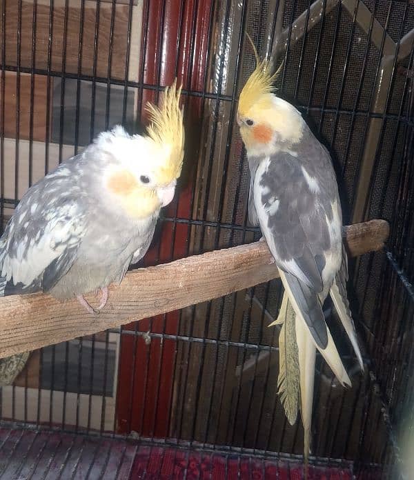 Caocktail Breeder pair for Sale 0