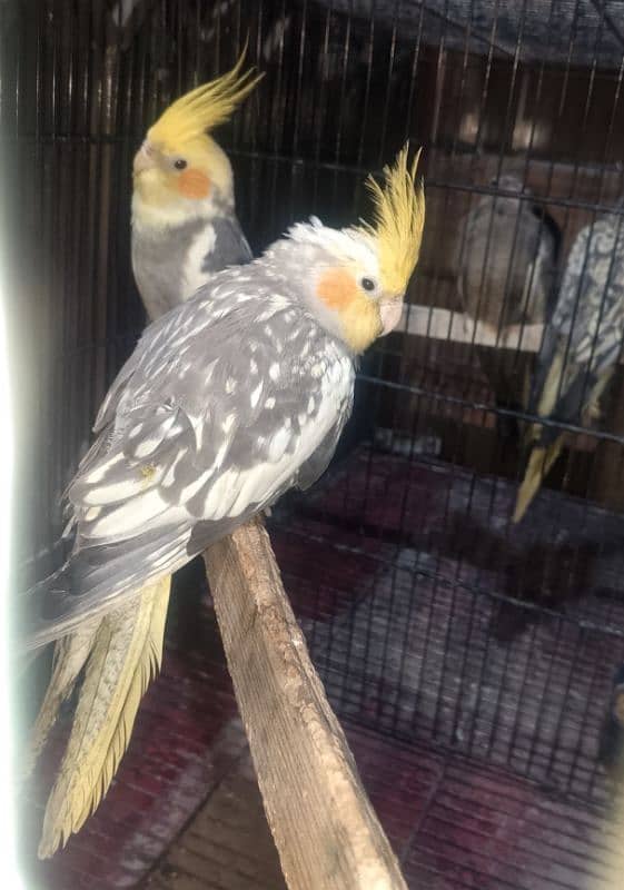 Caocktail Breeder pair for Sale 3