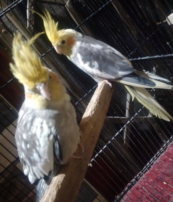 Caocktail Breeder pair for Sale 4