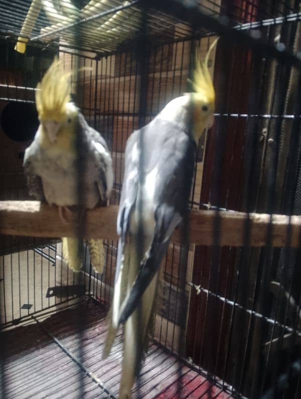 Caocktail Breeder pair for Sale 10