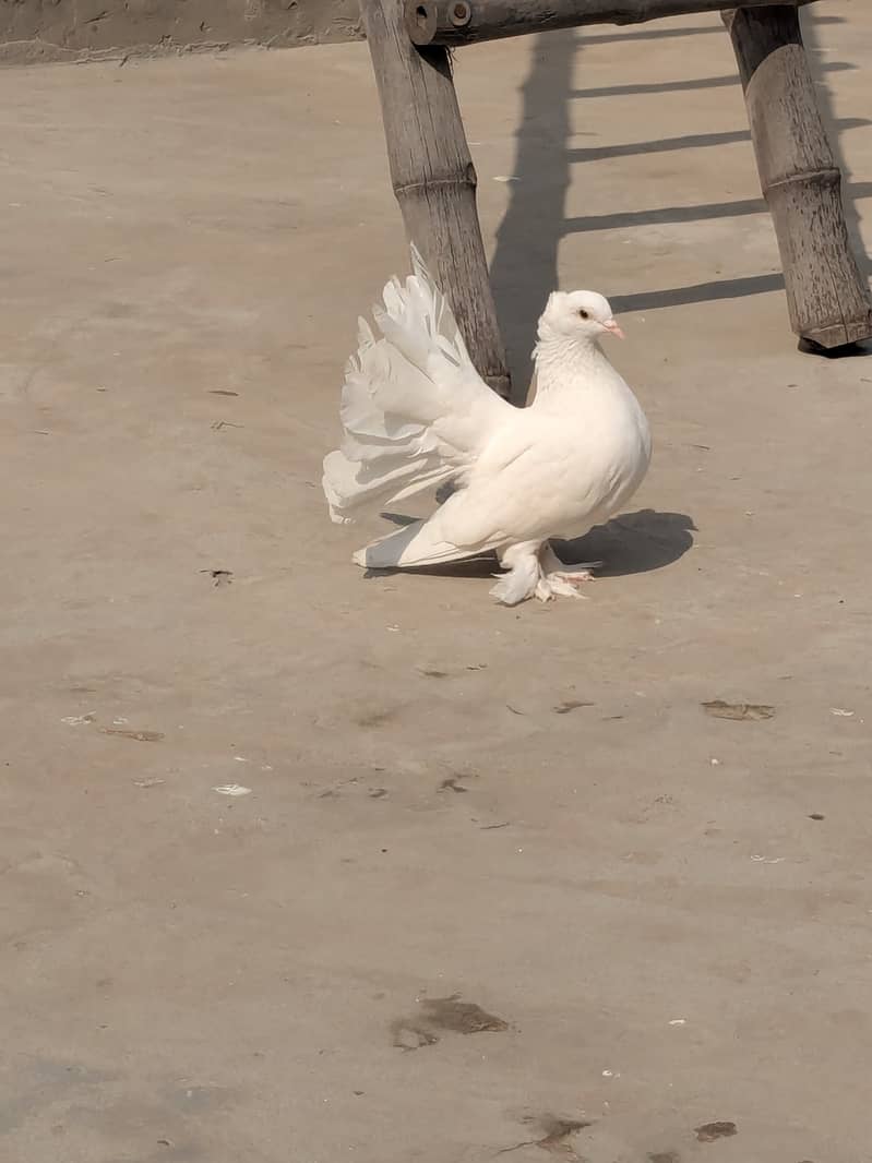 2 Black tail 1 white American female 1