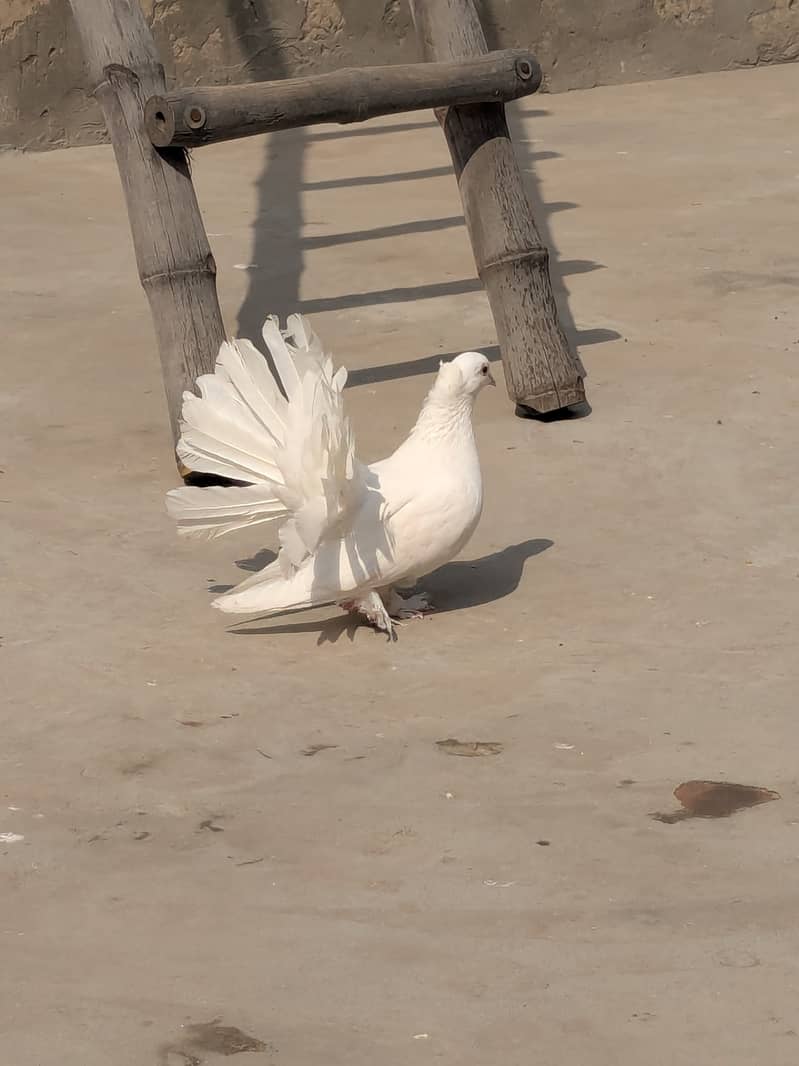 2 Black tail 1 white American female 2