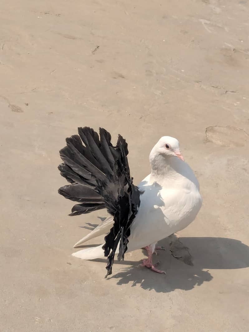 2 Black tail 1 white American female 3