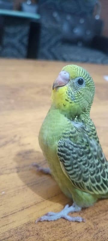 austarilan parrots for sale 0