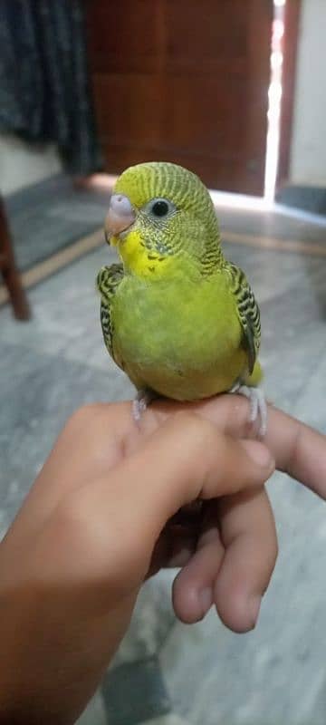 austarilan parrots for sale 1