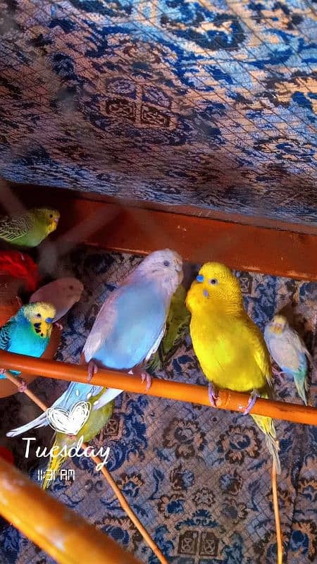 austarilan parrots for sale 2