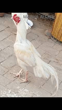 HEERA ASEEL Breed  CHICKS  FOR SALE in Multan