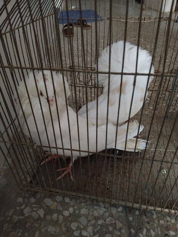 nakap posh for sell 2