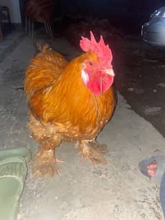 golden puff 7month chicken