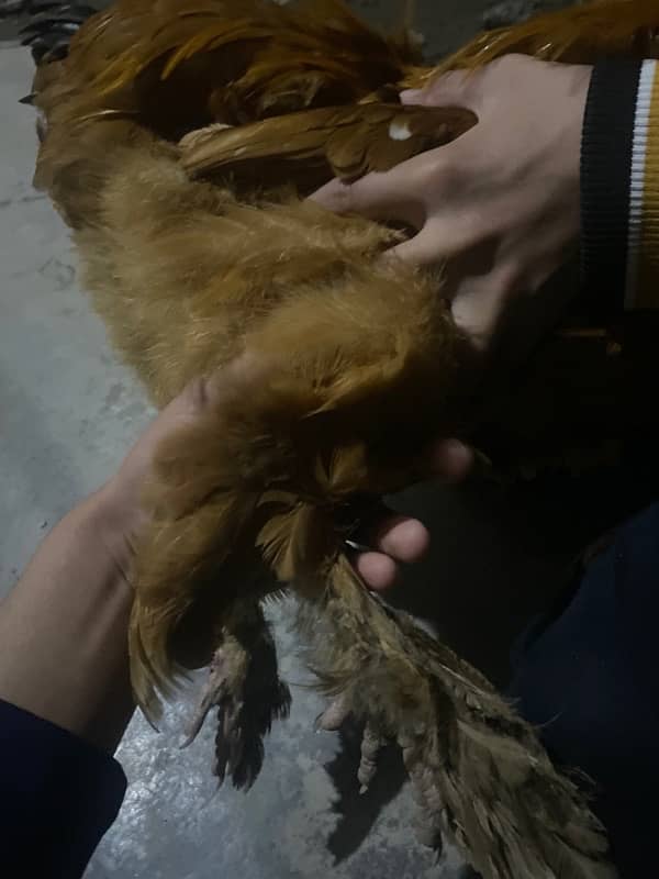 golden puff 7month chicken 1