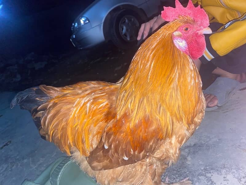 golden puff 7month chicken 2