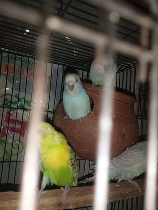 budgie parrots 0