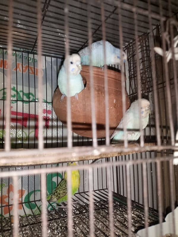 budgie parrots 1