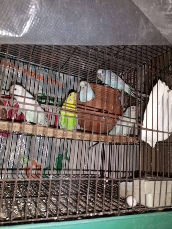 budgie parrots 2