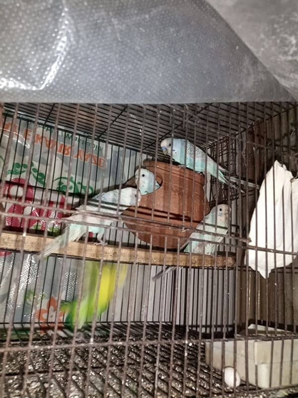 budgie parrots 3