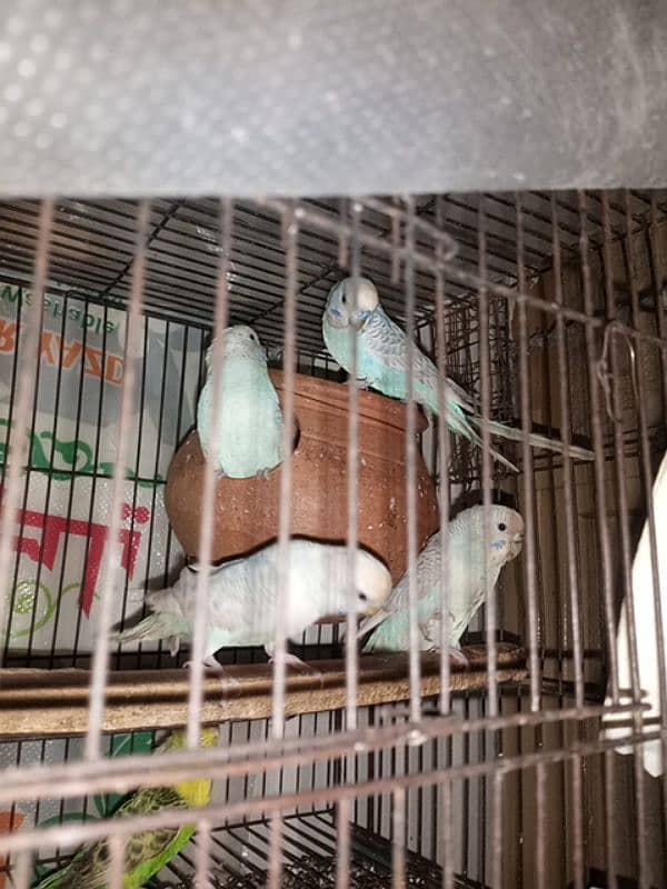 budgie parrots 4