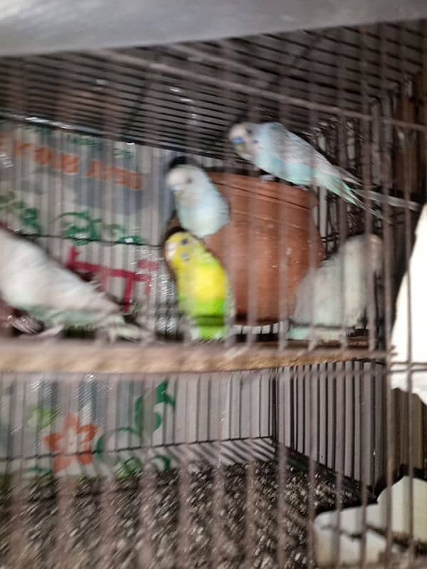 budgie parrots 5