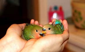 hand tamed peachface lovebirds chicks 25 days old chicks