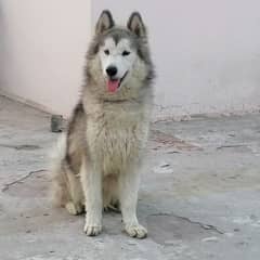 Siberian and Alaskan husky