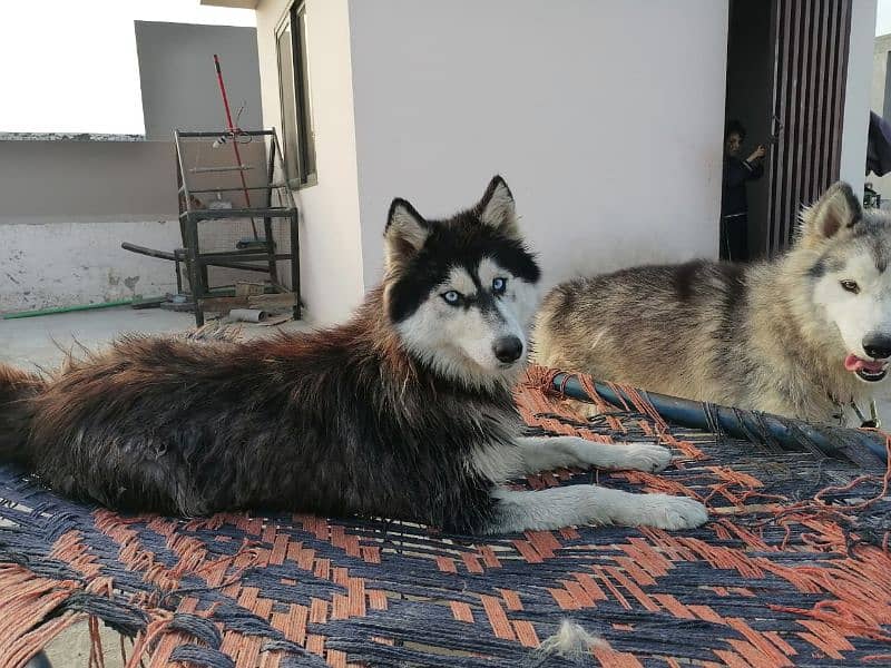 Siberian and Alaskan husky 3