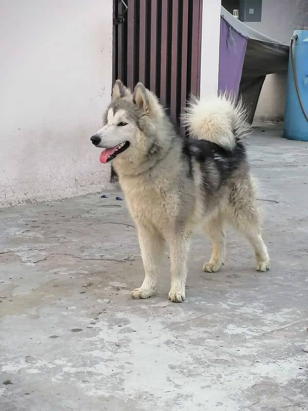 Siberian and Alaskan husky 7