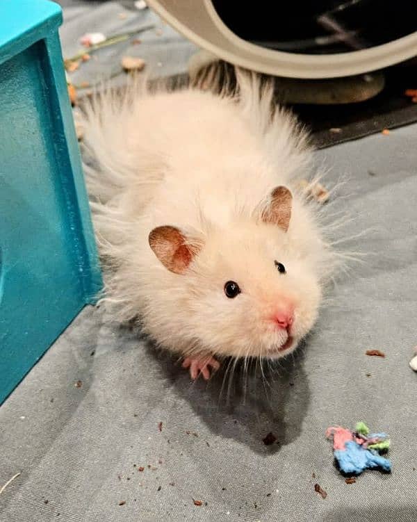 Top quality hamster available 0