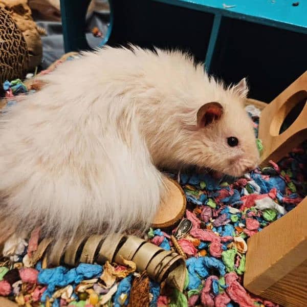 Top quality hamster available 1