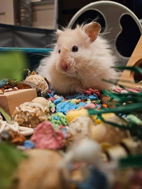 Top quality hamster available 2