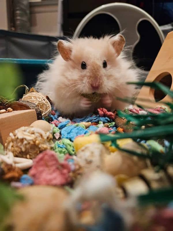 Top quality hamster available 3