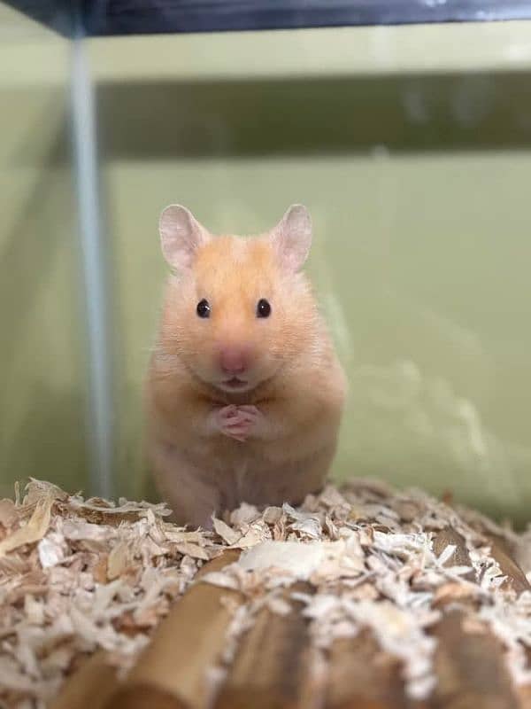 Top quality hamster available 4