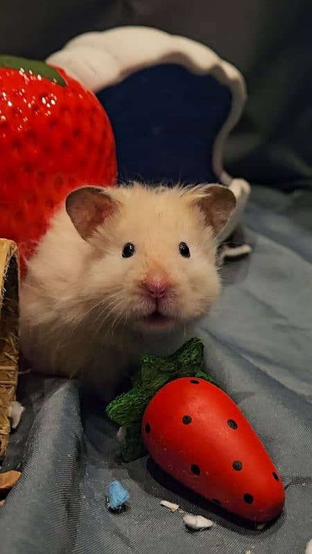 Top quality hamster available 5