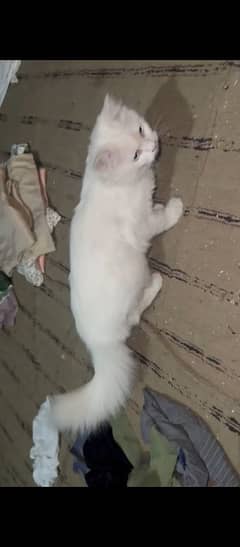 White female for Sale Whstap 03106158723