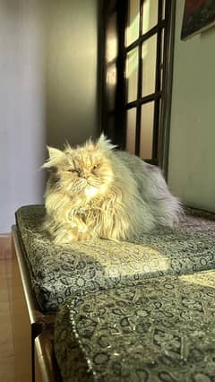 Persian Female Cat