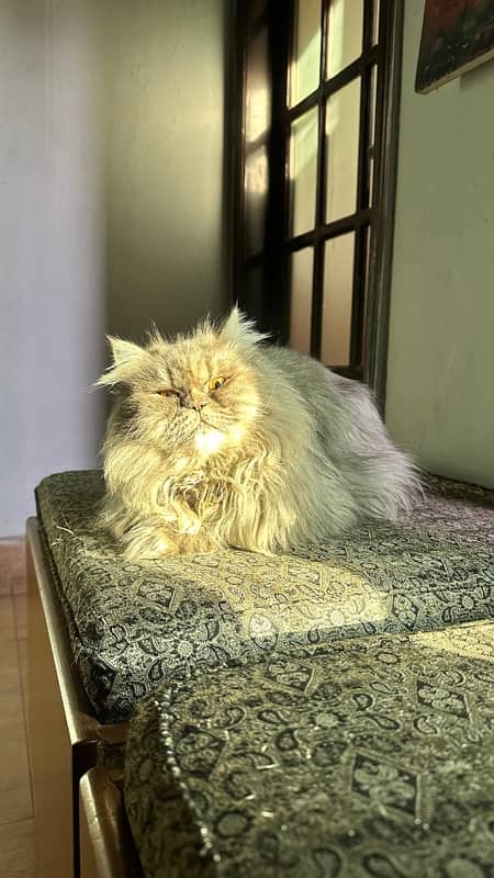 Persian Female Cat 0