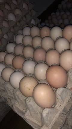 Desi eggs