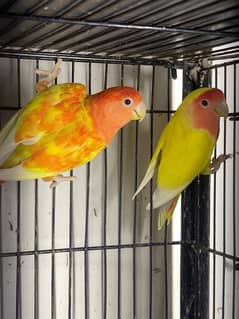 Lovebirds Fisher Rosicolli Albino Creamino