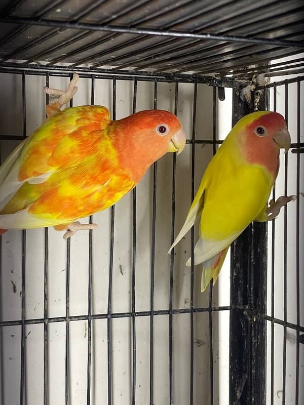 Lovebirds Fisher Rosicolli Albino Creamino 0