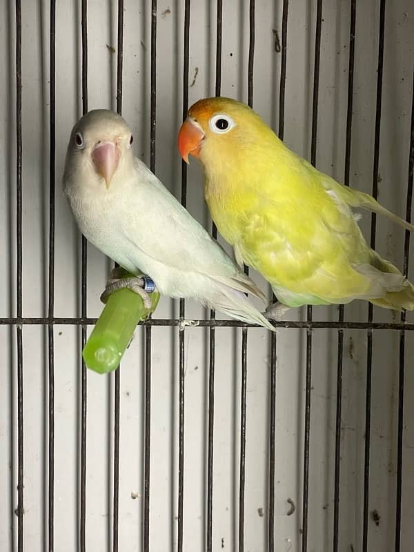 Lovebirds Fisher Rosicolli Albino Creamino 1