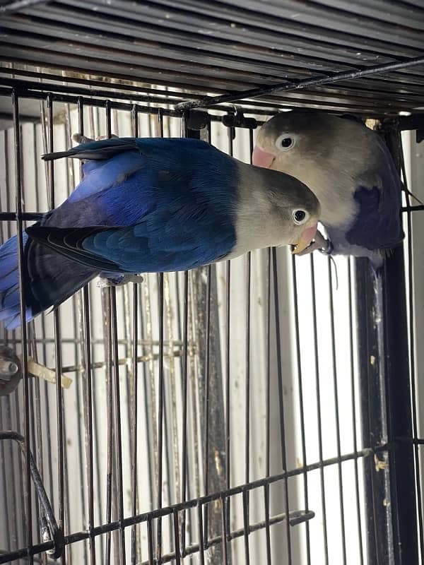 Lovebirds Fisher Rosicolli Albino Creamino 3