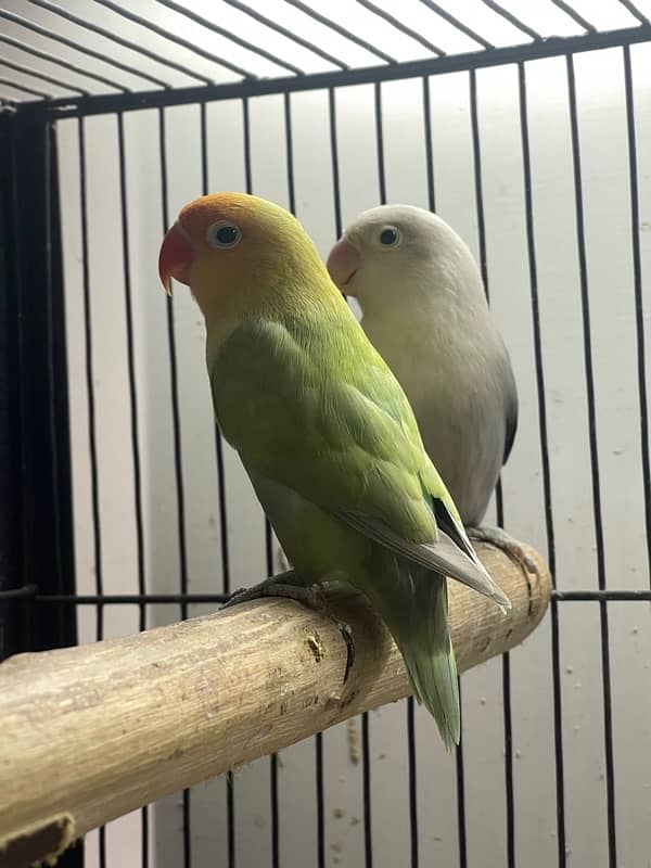 Lovebirds Fisher Rosicolli Albino Creamino 4