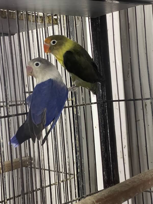 Lovebirds Fisher Rosicolli Albino Creamino 5