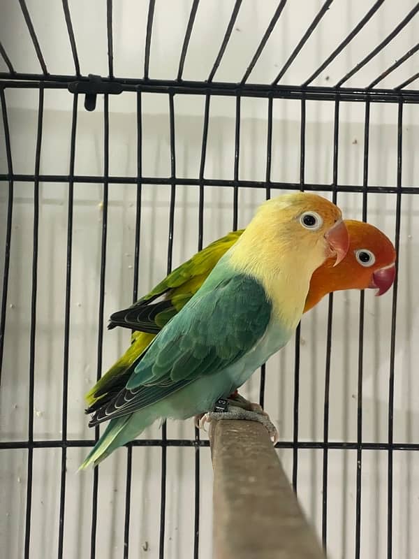 Lovebirds Fisher Rosicolli Albino Creamino 6