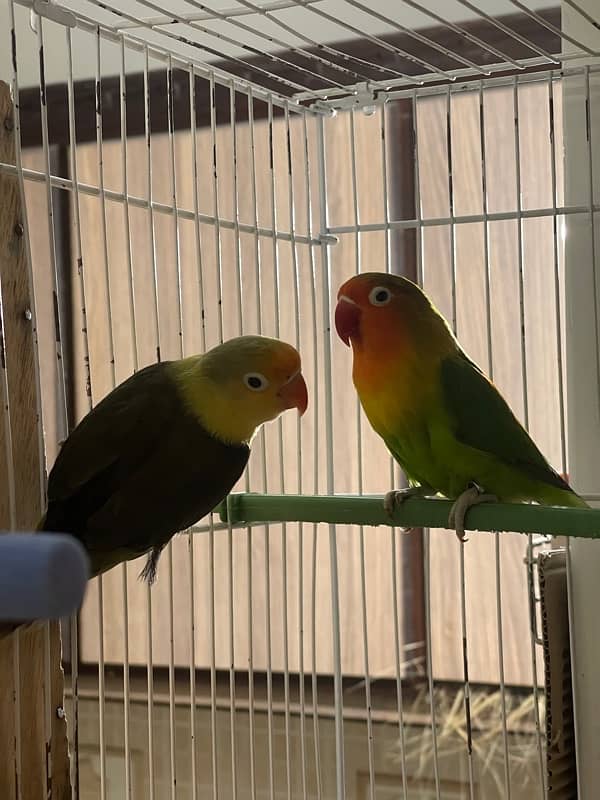 Lovebirds Fisher Rosicolli Albino Creamino 7