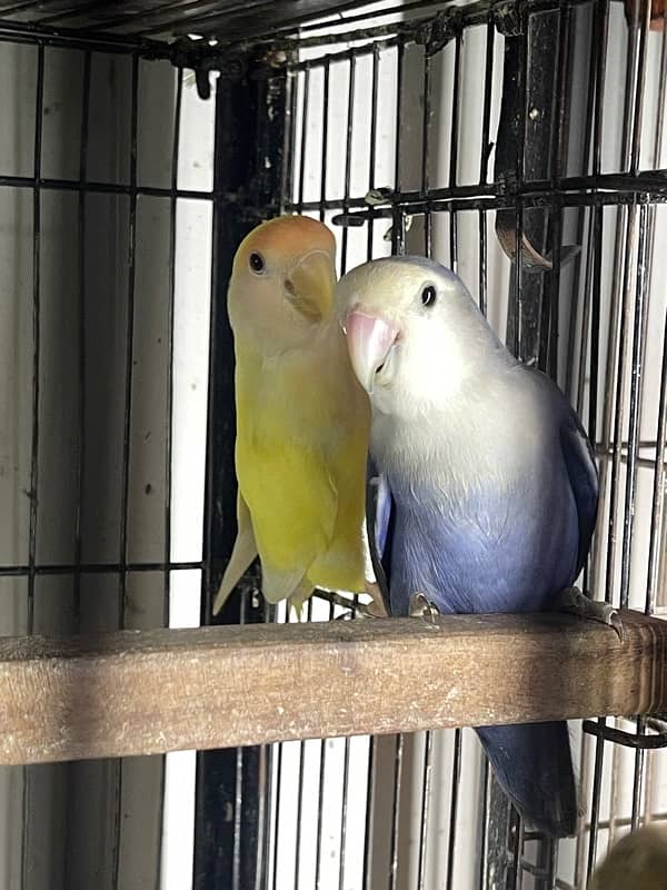 Lovebirds Fisher Rosicolli Albino Creamino 8