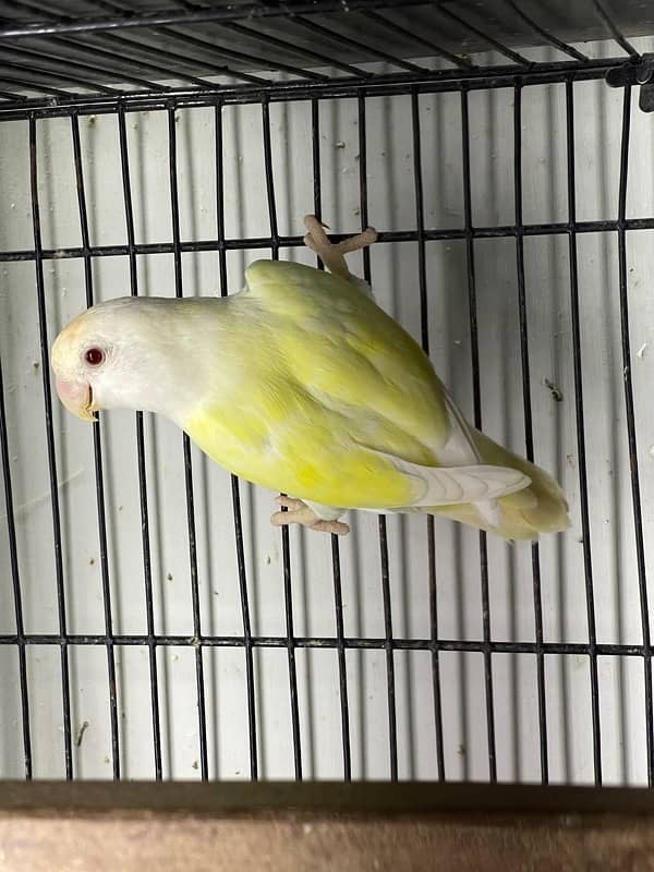 Lovebirds Fisher Rosicolli Albino Creamino 9