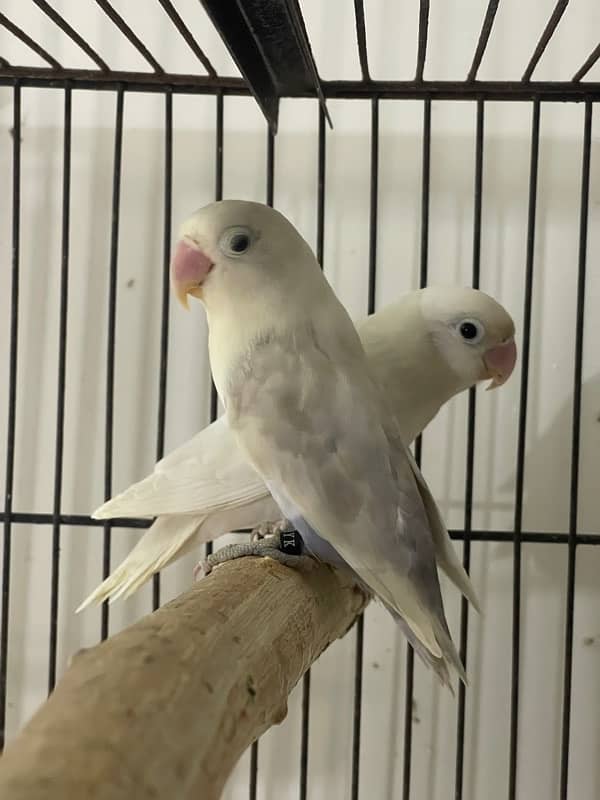 Lovebirds Fisher Rosicolli Albino Creamino 10