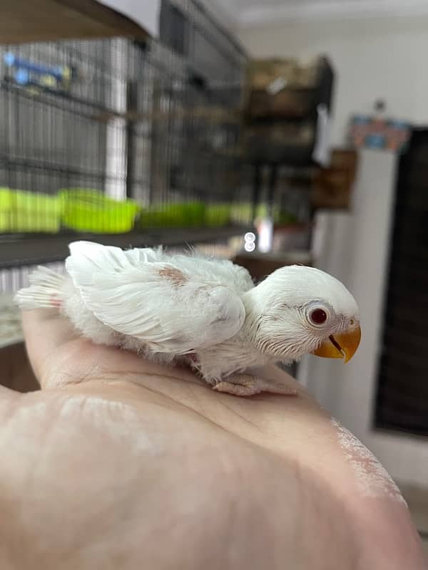 Lovebirds Fisher Rosicolli Albino Creamino 11