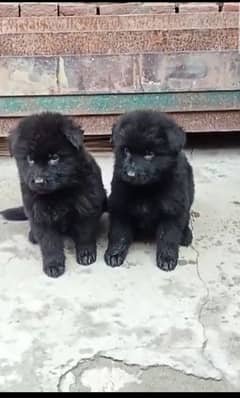 Black German shepherd pair for sale available. delivery