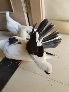 Pure White American Fantail Tamed and Beautiful Blacktail Pigeons